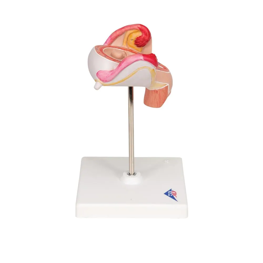 Embryo Model, 2 Month