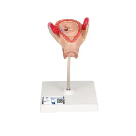 Embryo Model, 2 Month