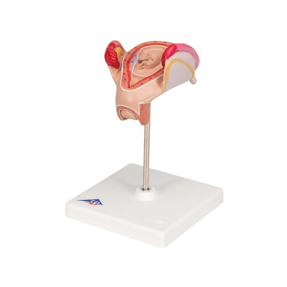 Embryo Model, 2 Month