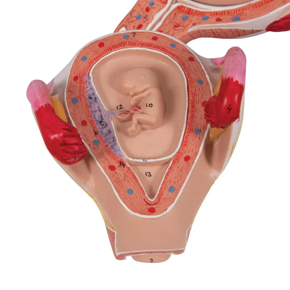 Embryo Model, 2 Month